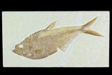 6.5" Fossil Fish (Diplomystus) - Green River Formation - #130235-1